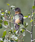 Black headed Grosbeak 0256